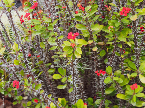 Couronne d'épines (Euphorbia milii), arbuste ornemental aux fleurs ou cyathes rouges sur tiges brunes à longues épines  photo