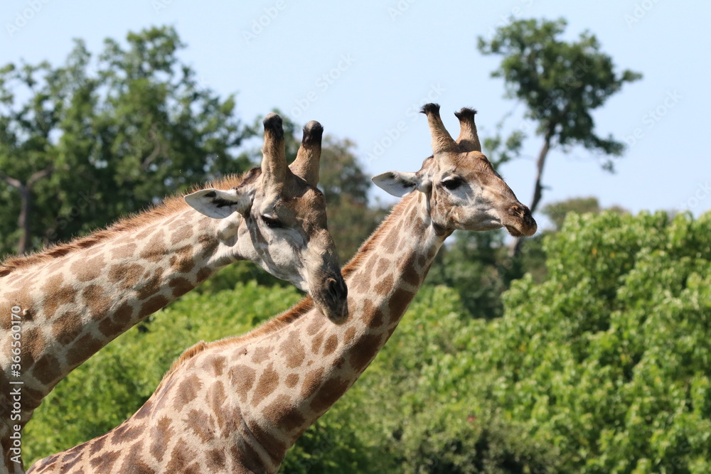 Wild African Giraffes by the Chobe River in Botswana Wild African Giraffes by the Chobe River in Botswana