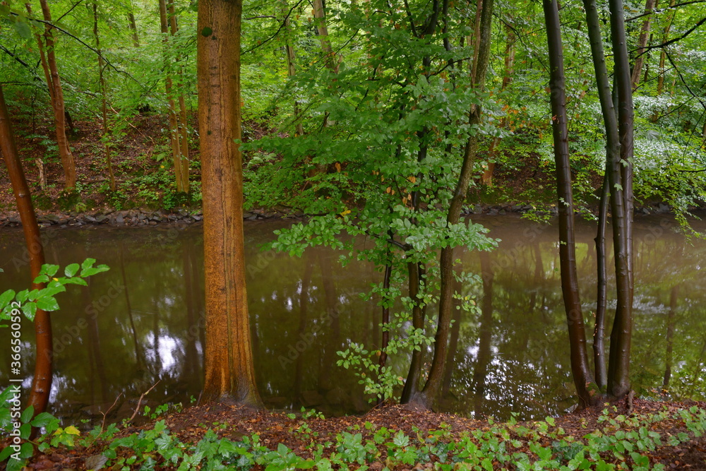 Fototapeta premium Viele Regen nasse dünne Baumstämme, manche mit frisch grüne Blätter an einem Fluss in dem sich die gegenüberliegende Bäume spiegeln. 