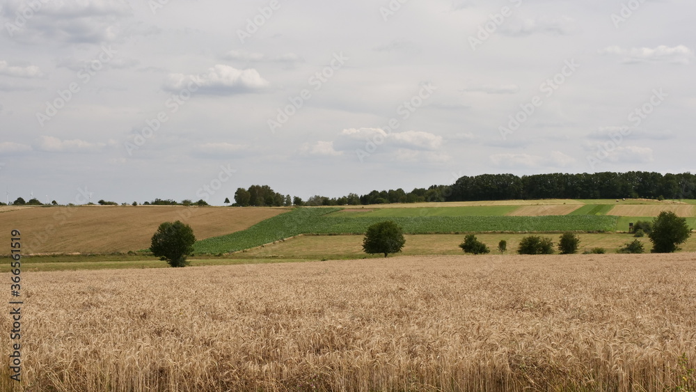 Fototapeta premium Feld- und Wiesenblick bei Bergen 