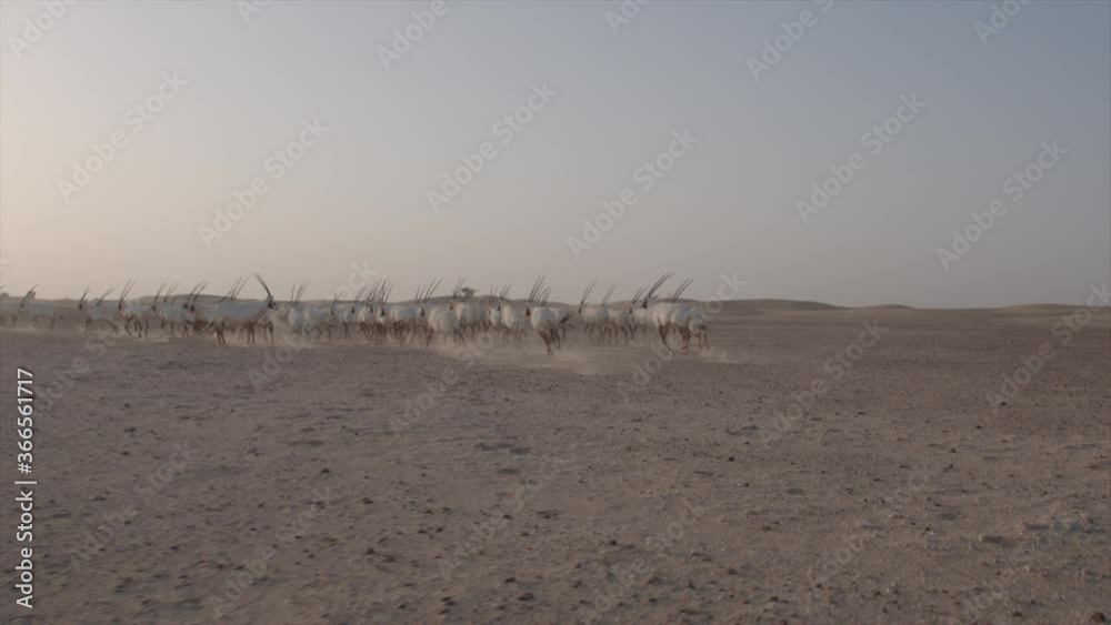 Oryxes or Arabian antelopes in the Desert Conservation Reserve near Dubai desert. Drone shoot side angle parallax tracking and chasing animals low angle