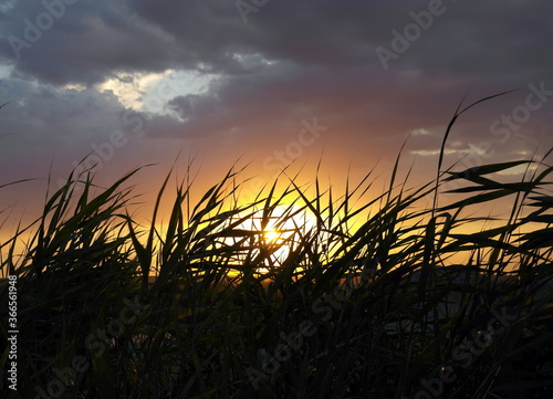 Summer landscape  sunset in the field