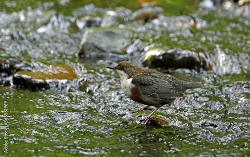 Dipper looking for food in the river