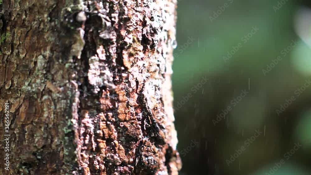 Water Dripping Into The Tree Trunk With Bright Sunlight. - close up shot Water Dripping Into The Tree Trunk With Bright Sunlight. - close up shot
