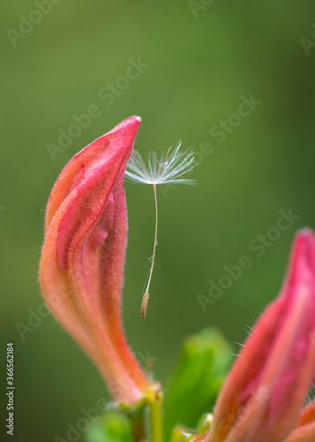 Close-up of white dandelion seed on pink rhododendron petal against blurry green background