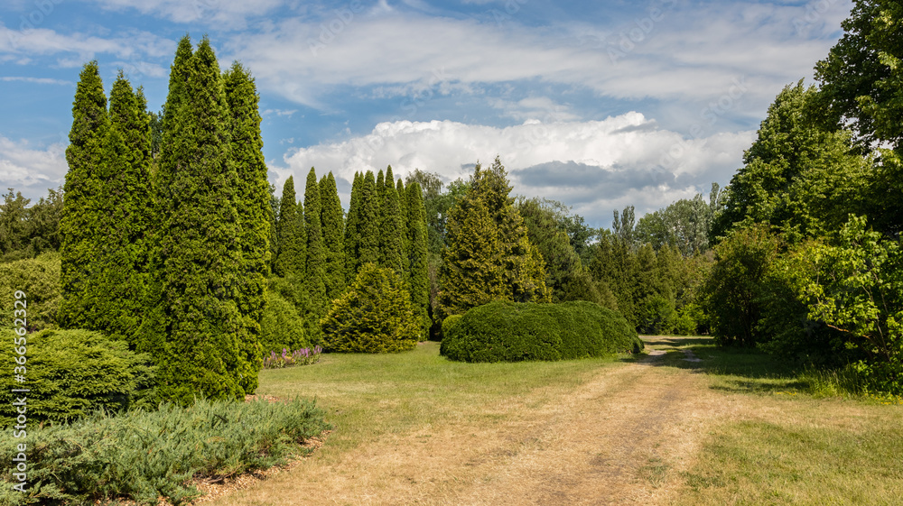 A nice view of a well-stocked part of the park with evergreen conifers in summer. 