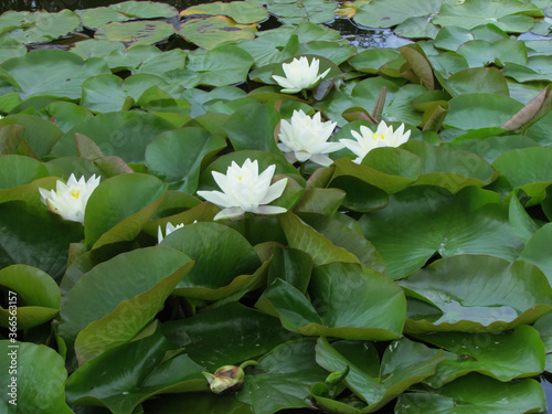 white water lilies