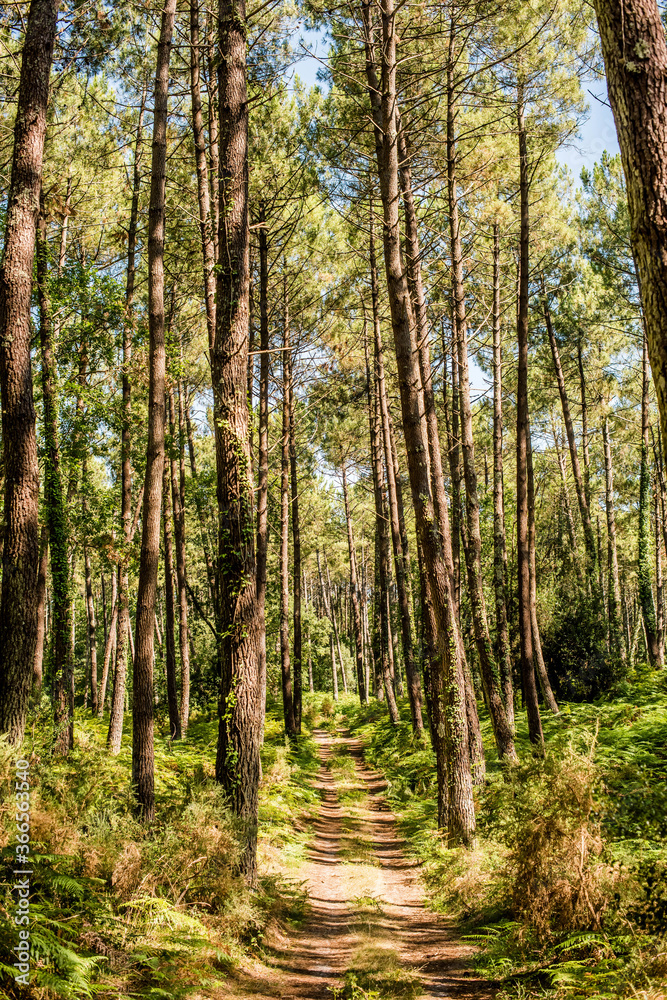 magnificent landscapes of the Landes forest in the south west of France