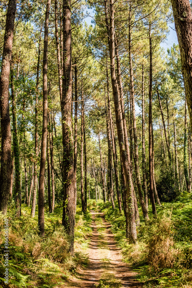Obraz premium magnificent landscapes of the Landes forest in the south west of France