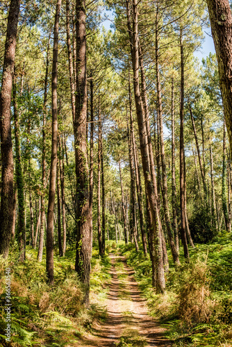 magnificent landscapes of the Landes forest in the south west of France © Image'in