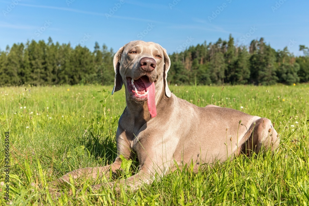 Weimaraner on a hot summer day in the green meadow.  Hunting season. Hot summer morning on the farm.
