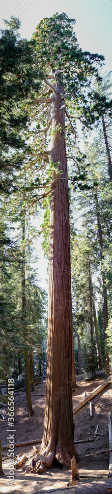 Huge Sequia tree large the Sequia National Park, California Huge Sequia tree large the Sequia National Park, California
