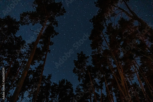 Night sky with visible stars in a remote location where you can see tree tops