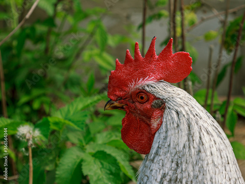 Rooster farm bird head portrait photo