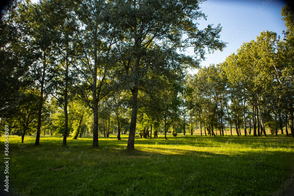 Naklejka premium Zielony las nad jeziorem Bundel, piękny park nad brzegiem rzeki Sawy w mieście Zagrzeb, Chorwacja