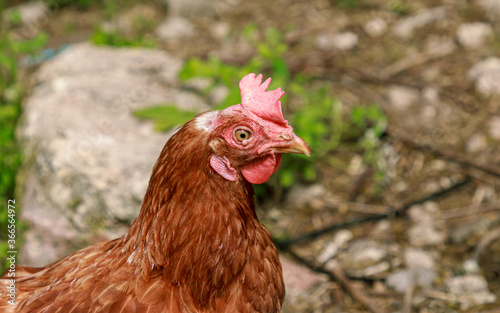 Brown chicken farm animal portrait
