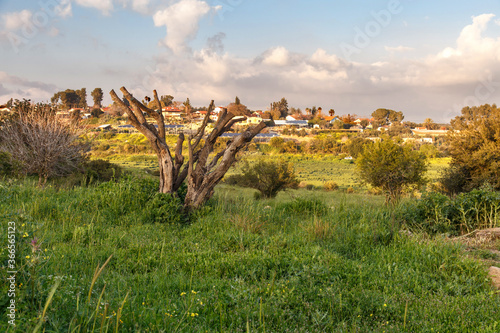 Spring landscape in the Valley of Elah, green grass, wild flowers bloom. In the foreground is an old pruned tree. There is a village on the horizon. Israel. Time before sunset.