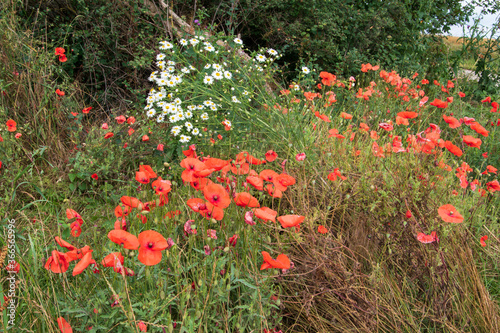 Roter Mohn, Papaver, blüht am Rand eines Getreidefeld.