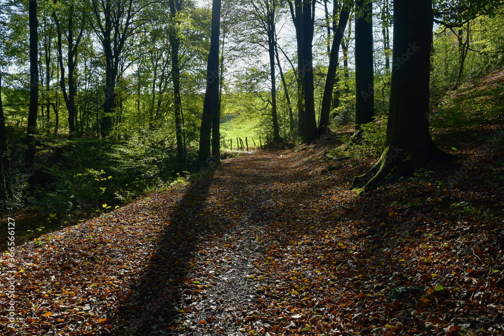 Ein Wald Weg bedeckt mit rote und gelb orange Blätter, von der Sonne beleuchtet. Das Licht leuchtet die Moos bedeckte Stämme und wirft Baum Schatten auf dem Pfad. Ein Wald Weg bedeckt mit rote und gelb orange Blätter, von der Sonne beleuchtet. Das Licht leuchtet die Moos bedeckte Stämme und wirft Baum Schatten auf dem Pfad.