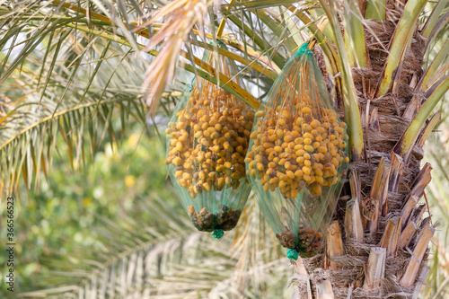 Bunch of unripe dates on a palm tree  closeup