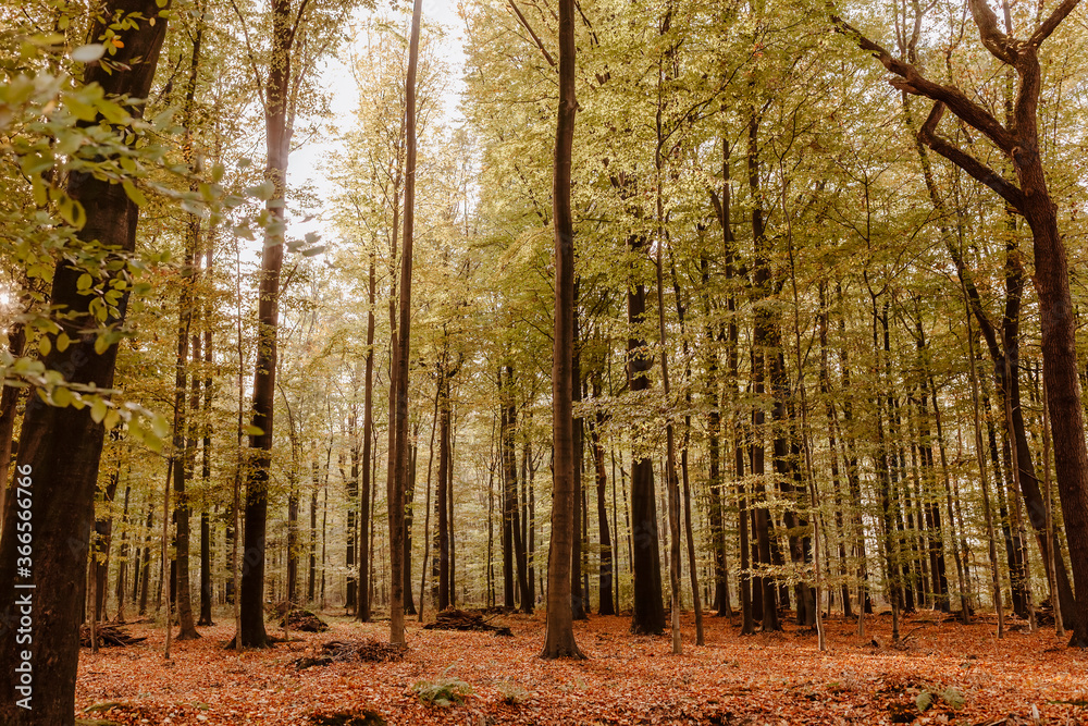 Fototapeta premium Beech forest in fall colors