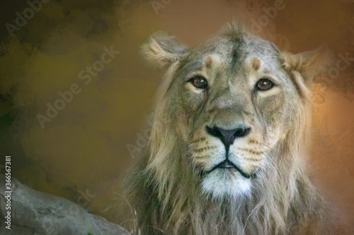Fototapeta Naklejka Na Ścianę i Meble -  closeup of a lion