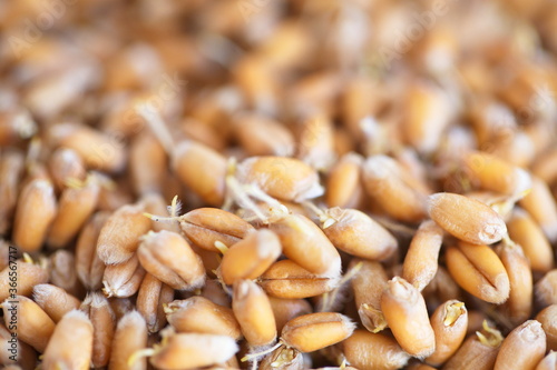 Dried grain wheat sprouts close up