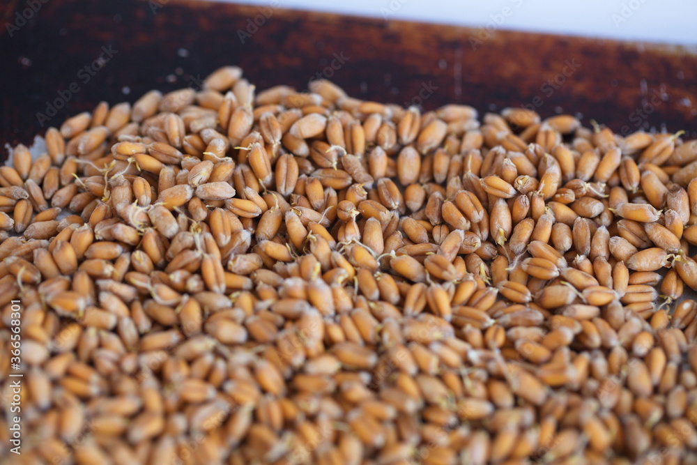 Dried grain wheat sprouts close up Dried grain wheat sprouts close up