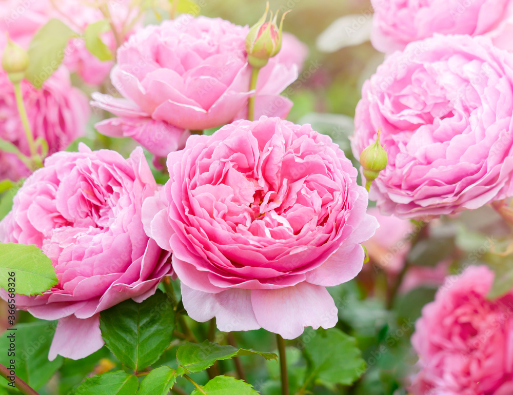 A beautiful fragrant pink english tea rose with sunlight, Blooming David Austin roses in English garden, Soft focus of Pink flowers for summer in to autumn season for the garden or containers A beautiful fragrant pink english tea rose with sunlight, Blooming David Austin roses in English garden, Soft focus of Pink flowers for summer in to autumn season for the garden or containers