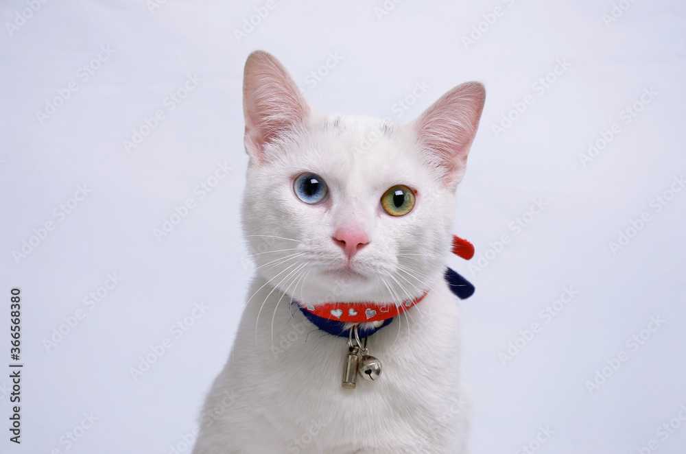 Fototapeta premium Chat