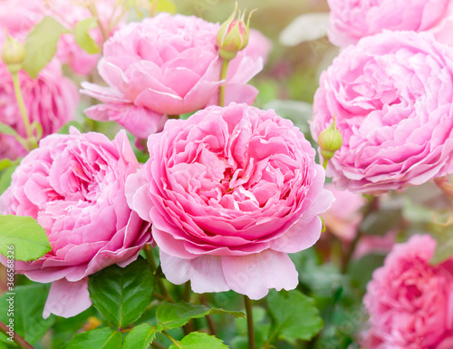 Fototapeta Naklejka Na Ścianę i Meble -  A beautiful fragrant pink english tea rose with sunlight, Blooming David Austin roses in English garden, Soft focus of Pink flowers for summer in to autumn season for the garden or containers