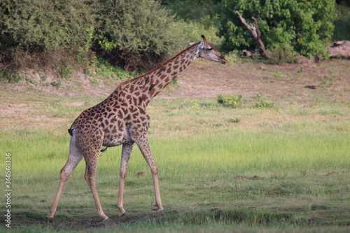 Wild African Giraffes by the Chobe River in Botswana