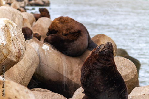 Sea lion resting on wildlife refuge of Molhe Leste, Rio Grande do Sul/Brazil photo