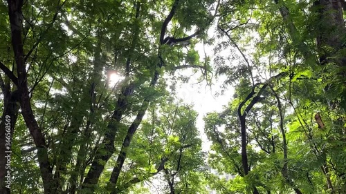 Light leaks of Sun through the branches of tree