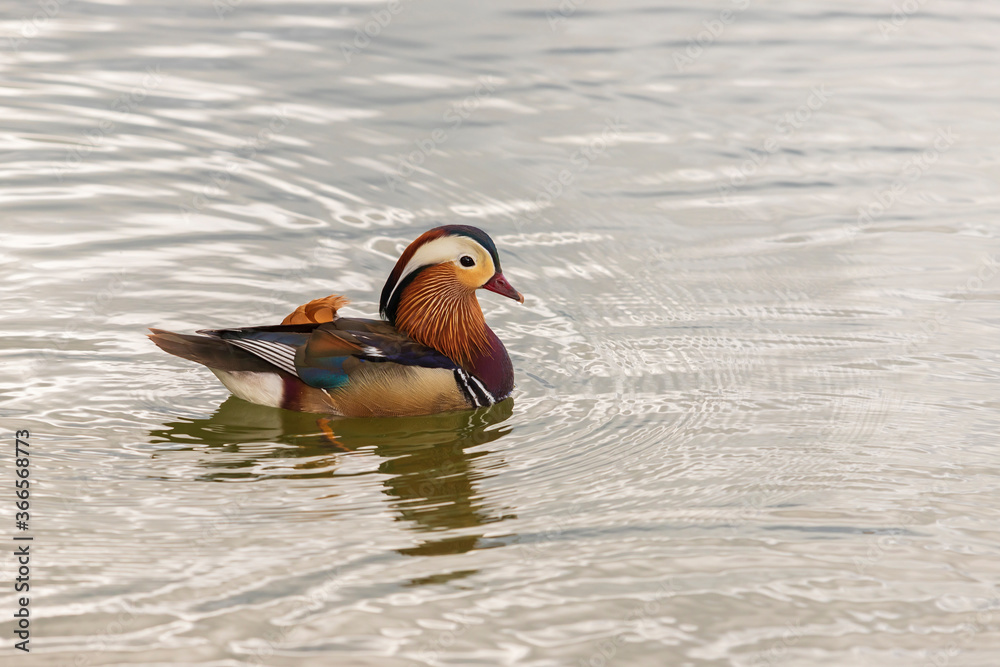 Aix galericulata - Mandarin duck - floats on water and its color is reflected in the water. Aix galericulata - Mandarin duck - floats on water and its color is reflected in the water.