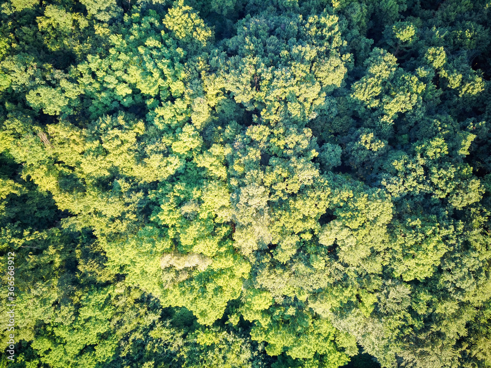 Eagle eye view of dense, green forest, photographed with drone in Croatian Zagorje, near town of Zapresic