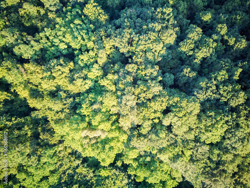 Eagle eye view of dense, green forest, photographed with drone in Croatian Zagorje, near town of Zapresic