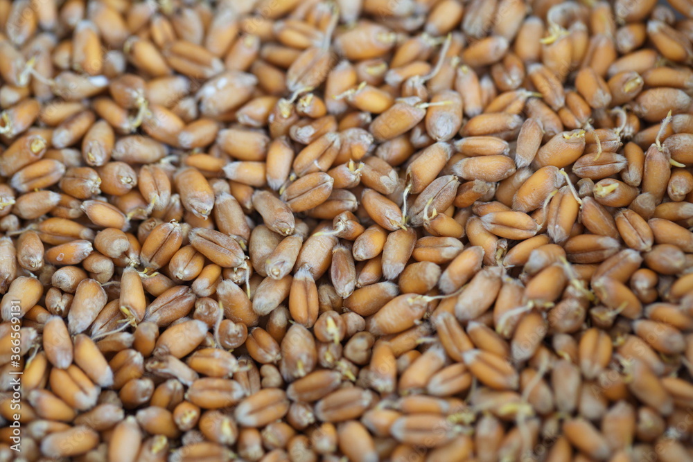 Dried grain wheat sprouts close up Dried grain wheat sprouts close up