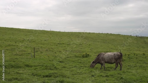 Cow Eating Grass In The Meadow photo