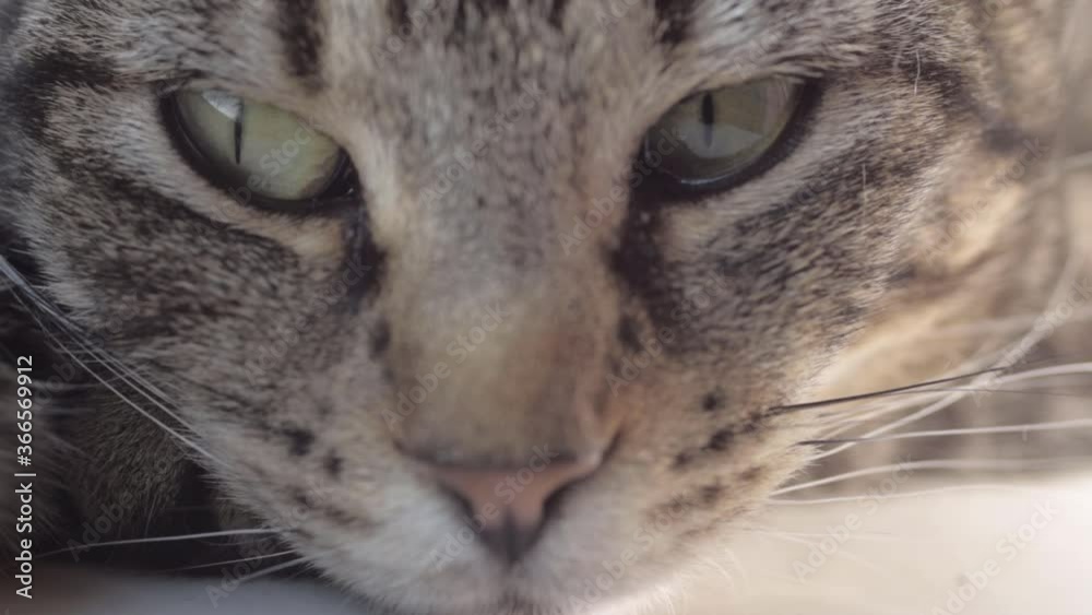 Curious young striped tabby cat portrait shot looking at surroundings macro shot Curious young striped tabby cat portrait shot looking at surroundings macro shot