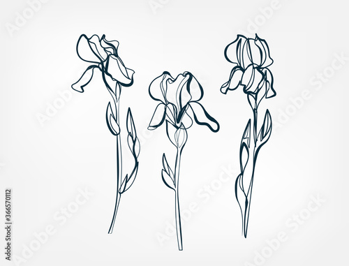 flower iris line one art isolated vector illustration