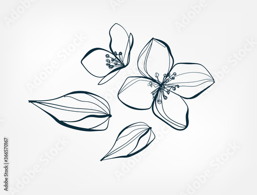 flower jasmine line one art isolated vector illustration Fototapet
