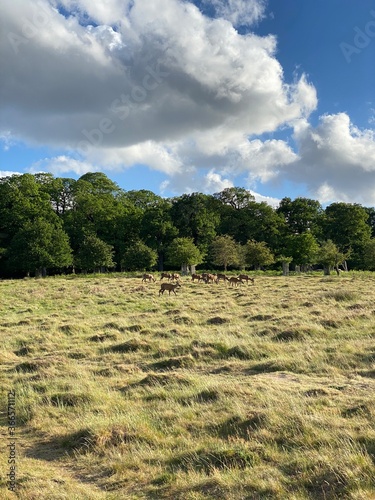 Richmond Park deers on field with forrest in background