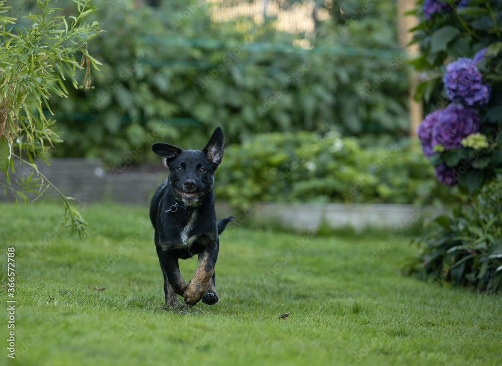 Running black dog on grass in backyard Running black dog on grass in backyard