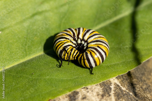 The  caterpillar of the monarch butterfly
