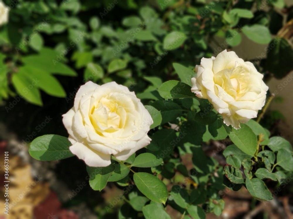 dull white roses in garden