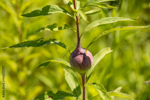  The goldenrod gall fly,  also known as the goldenrod ball gallmaker, is a species of fly native to North America.