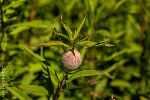  The goldenrod gall fly,  also known as the goldenrod ball gallmaker, is a species of fly native to North America.