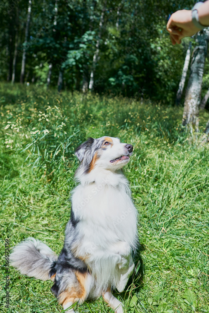 Australian Shepherd with rare ocular heterochromia. One eye is light blue, the other brown. The dog sits on green grass on its hind legs and looks up at the hand with food