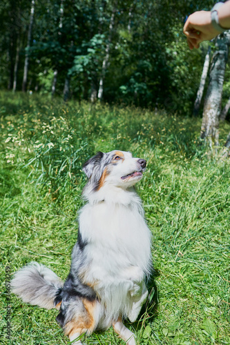 Australian Shepherd with rare ocular heterochromia. One eye is light blue, the other brown. The dog sits on green grass on its hind legs and looks up at the hand with food